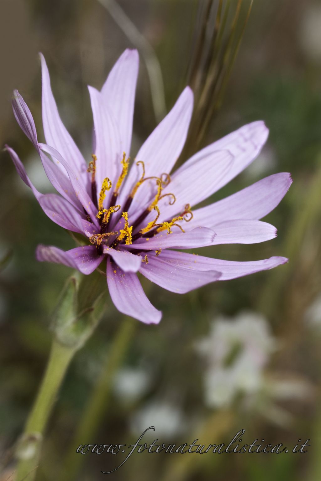 Scorzonera undulata (=Scorzonera deliciosa) / Scorzonera zuccherina